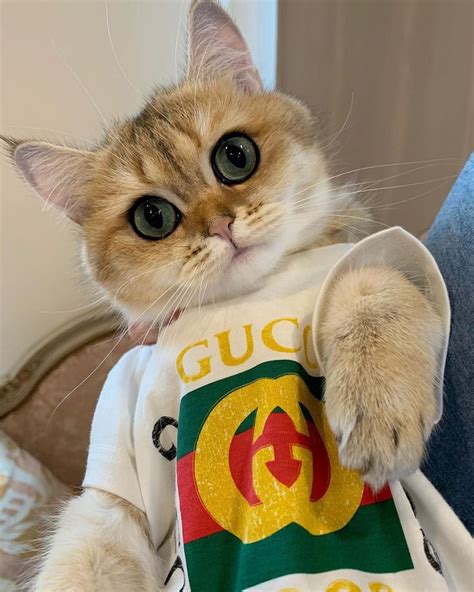 cat in gucci